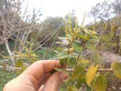 Alchornea triplinervia