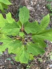 Hydrangea quercifolia