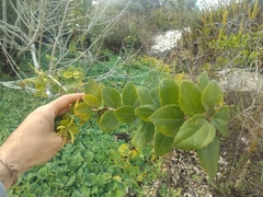 Alchornea triplinervia