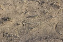 Panicum racemosum