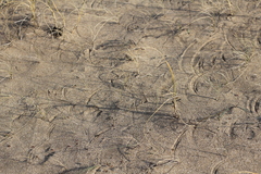 Panicum racemosum
