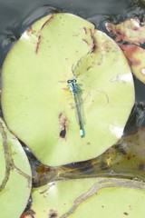 Enallagma geminatum