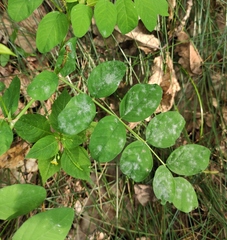 Erysiphe astragali