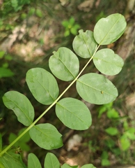 Erysiphe astragali