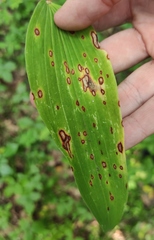 Phyllosticta convallariae