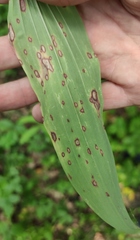 Phyllosticta convallariae