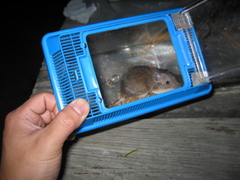 Heteromys irroratus