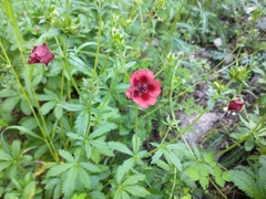 Potentilla thurberi