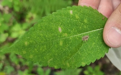 Puccinia komarovii