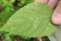 Puccinia komarovii