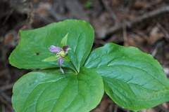 Trillium ovatum ovatum