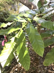 Davidsonia jerseyana