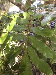 Davidsonia jerseyana