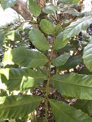 Davidsonia jerseyana