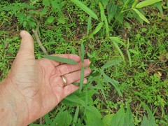 Desmodium tenuifolium