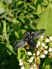 Trichopoda lanipes
