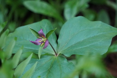 Trillium ovatum ovatum