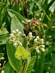 Trichopoda lanipes