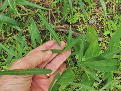 Desmodium tenuifolium