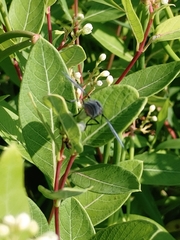 Trichopoda lanipes