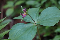 Trillium ovatum ovatum
