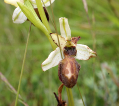 Ophrys sphegodes atrata