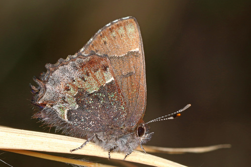 Incisalia henrici margaretae