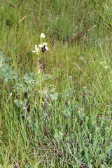Ophrys sphegodes atrata