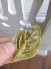 Peronospora belbahrii