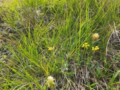 Bupleurum polyphyllum