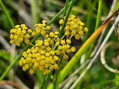Bupleurum polyphyllum