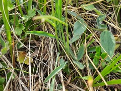 Bupleurum polyphyllum