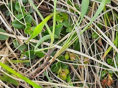 Bupleurum polyphyllum
