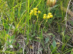 Bupleurum polyphyllum
