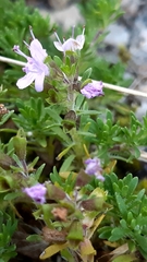 Thymus caespititius