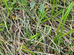 Bupleurum polyphyllum