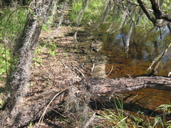 Drymarchon melanurus erebennus
