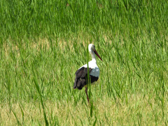 Ciconia ciconia