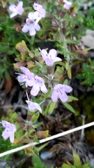 Thymus caespititius