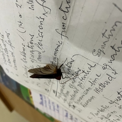 Pteroteinon laufella