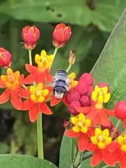 Megachile texana