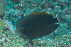 Acanthurus nigricauda