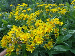 Jacobaea paludosa lanata