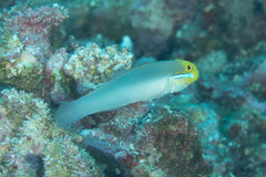 Valenciennea strigata