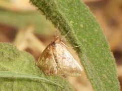 Evergestis politalis