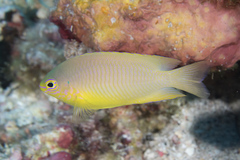 Pomacentrus amboinensis