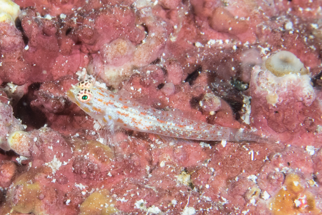 Redspeckled Dwarfgoby
