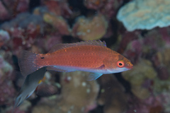 Cirrhilabrus beauperryi