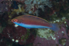 Cirrhilabrus beauperryi