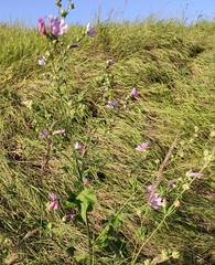 Malva thuringiaca